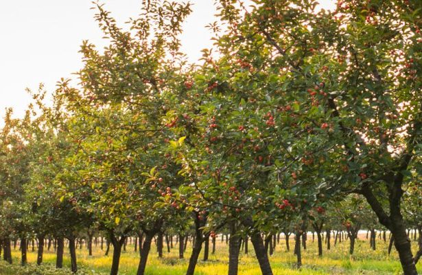 Rows of cherry trees in orchard